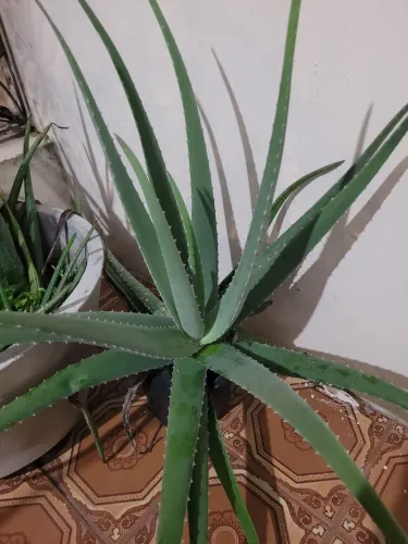 Planta babosa mudas