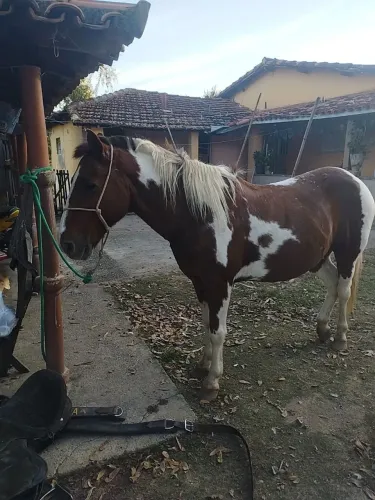 Vendo cavalo pampa