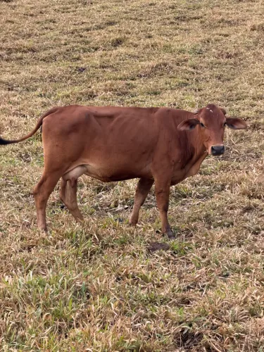 Lote de vacas leiteiras e touro
