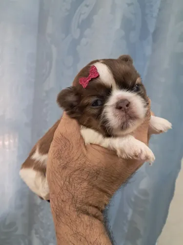 Shihtzus mini fêmeas para reserva 