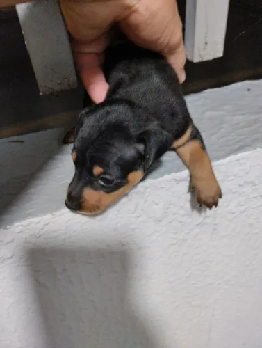 Pinscher macho