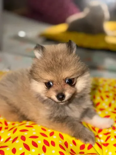 Spitz alemão 