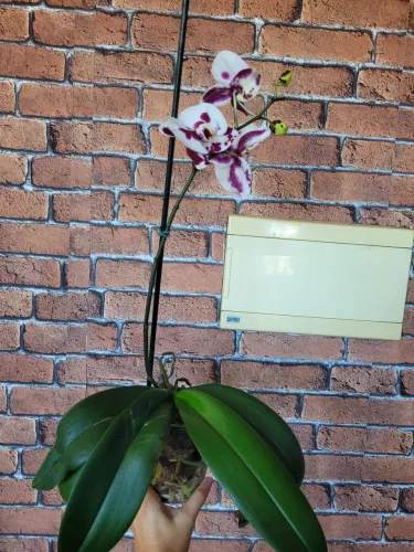 Orquídea 