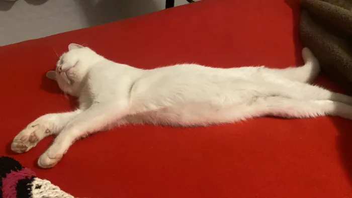 Branquinho e fofo! Adote-me!