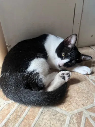 Gatinhos para doação