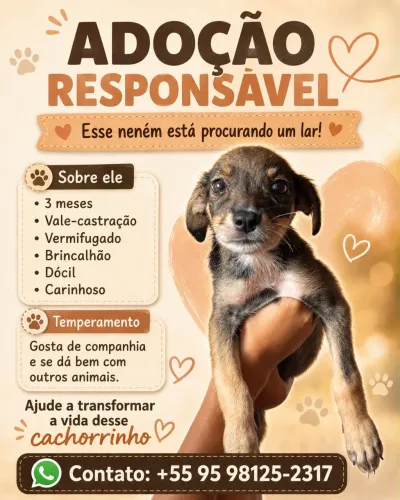 Filhote para adoção 