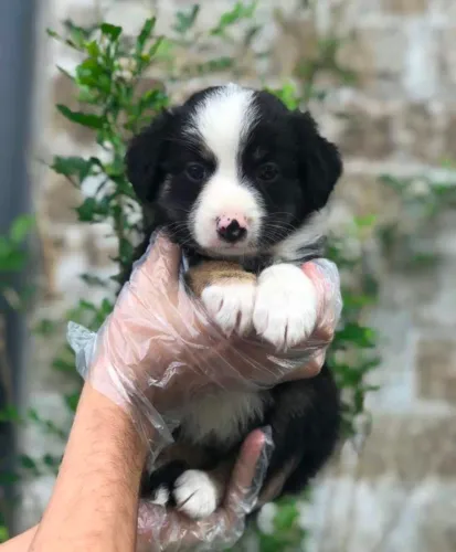 Border Colie, 49 dias