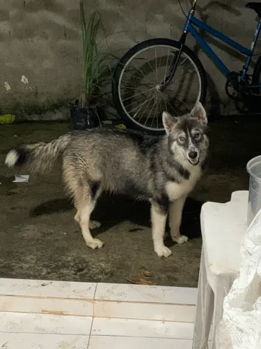 HUSKY SIBERIANO FÊMEA (OPORTUNIDADE!!!!) 