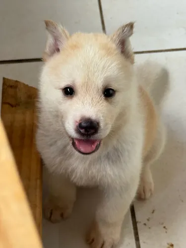 Filhote husky akita