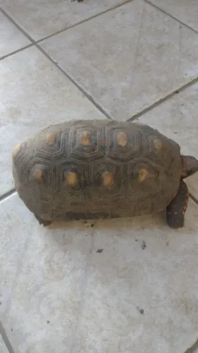 Pet