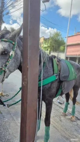 Vendo Cavalo Inteiro