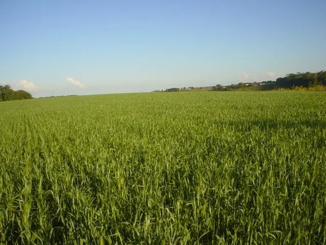 Lotes a partir de 20.000,00 m2 em Ibiporã, dentro do perímetro urbano de Ibiporã