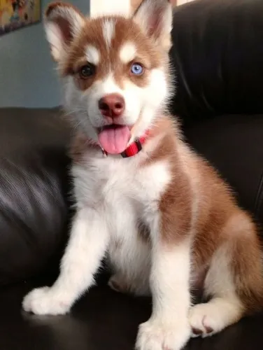 Filhotes de Husky grande bebes