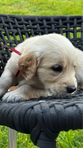 Golden Retriever - Puro Sangue