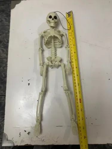 esqueleto de caveria de 40 cm aprox