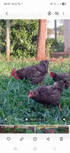 Galinhas e galos Plymonth Rock barrado 