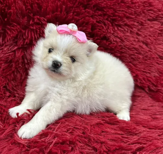Spitz alemão - uma bolinha de pelo para chamar de seu