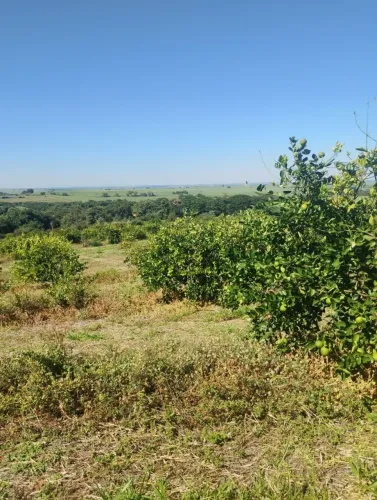 ÁREA RURAL COM PLANTAÇÃO DE LIMÃO PRODUTIVA