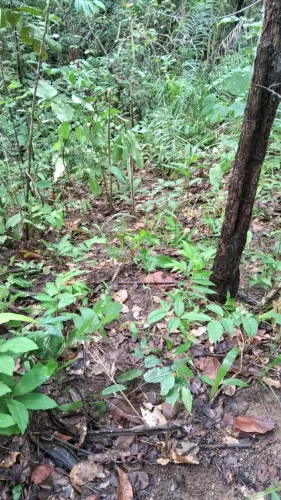 vende se chacara de 33 mil m² 