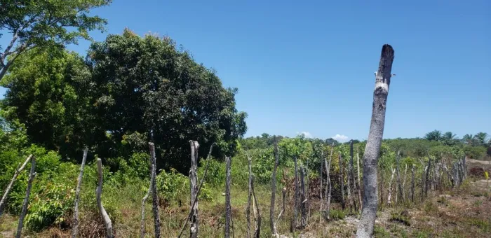 Vendo excelente terreno Ilha de Jiribatuba vera cruz 