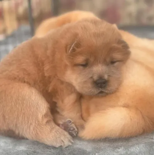 Filhote Chow-chow, Pequenos no tamanho, gigantes no amor e na alegria!