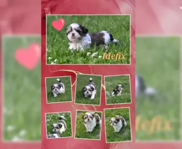 Shih-Tzu Filhotes com Microchip e Garantias