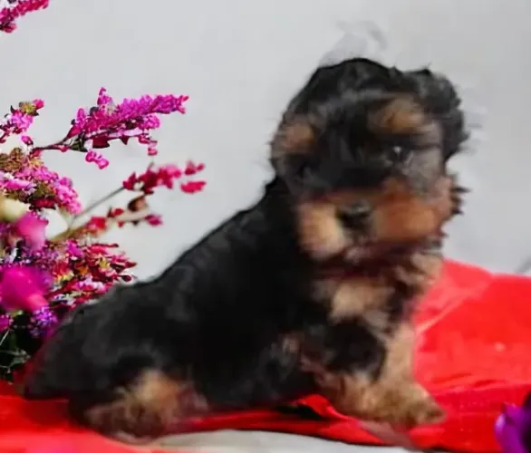 Yorkshire Filhotes Lindos e Super Pequenos. 