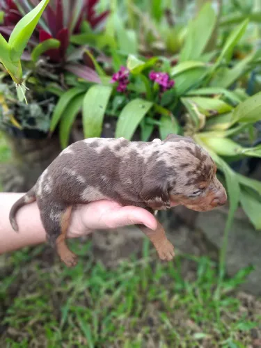  Promoção Linguicinha Dachshund filhotes lindos -A partir de 1.000.00 leia a descrição!