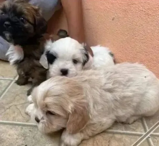Cachorros pequenos e peludos oferta copa apartir de 199 lindas opções