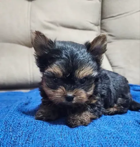 Cachorro yorkshire mini micro