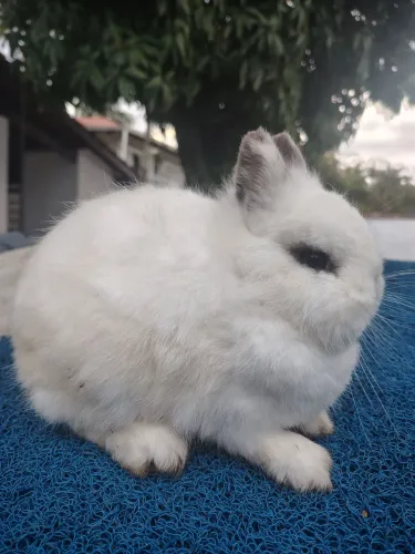 Filhotes e reprodutores coelho anão Netherland Dwarf