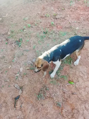 Cachorra beagle a venda 