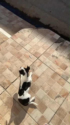 Doação de cachorro 
