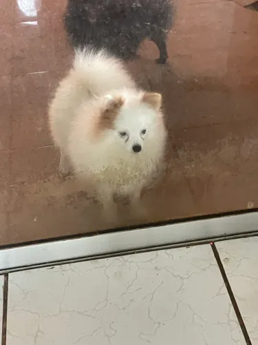 Spitz alemão / lulu fêmea jovem 1 ano