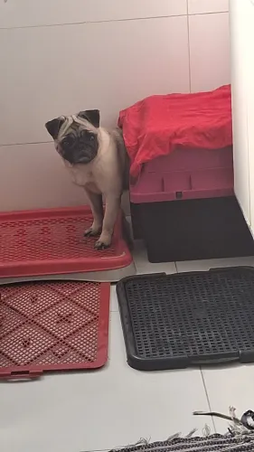 Pug femea