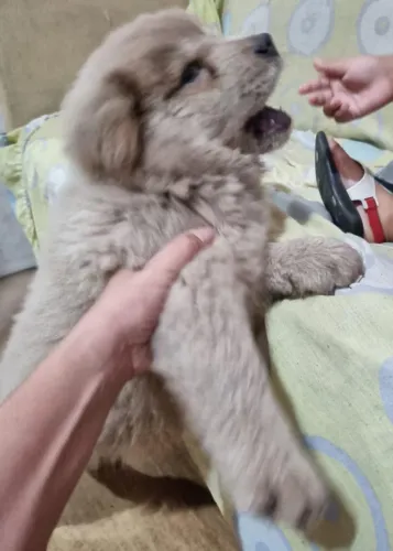 Vende se filhote de Chow chow 