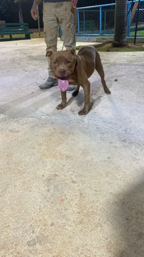 Vendendo meu American Bully