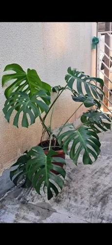 Planta costela de Adão