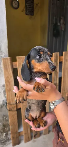 Cachorrinhas Salsichas