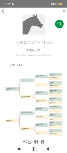 Potro puro quarto de milha 