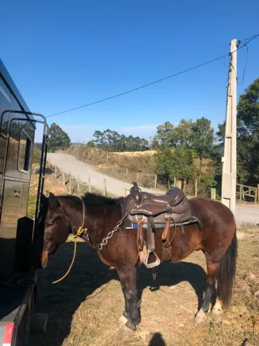 Vendo Cavalo Campeiro 12 anos, manso
