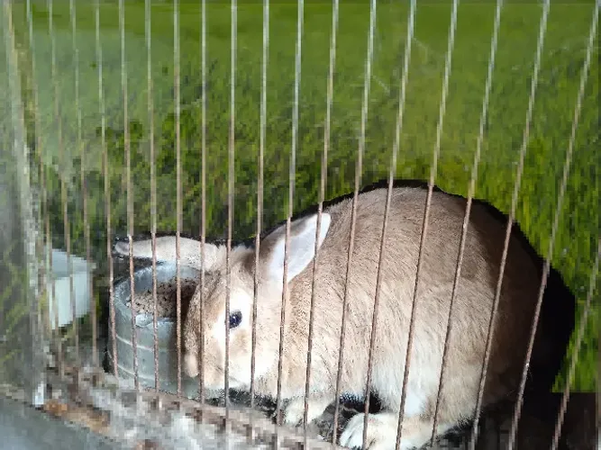 Coelhos
