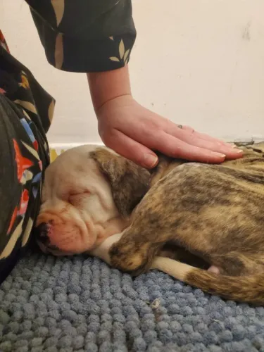 Doação responsável de filhote de Pitbull tigrado (brindle)