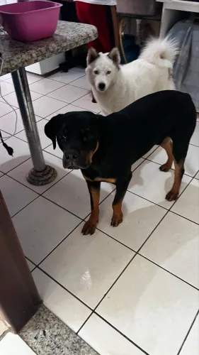 Doando Rottweiler