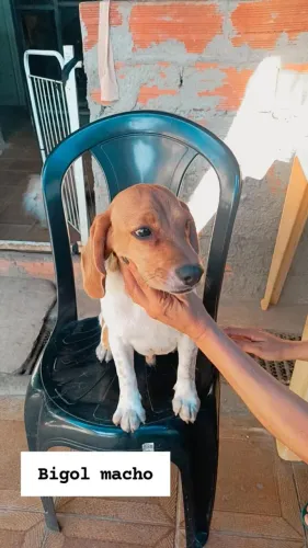 Beagle macho