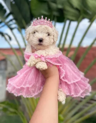 Poodle toy- O presente inesquecível da sua amada(o)