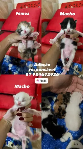 Gatos pra adoção 
