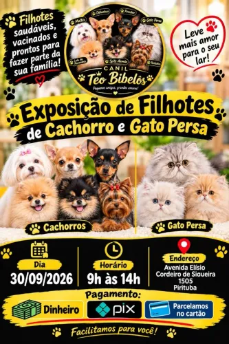 Exposição ?