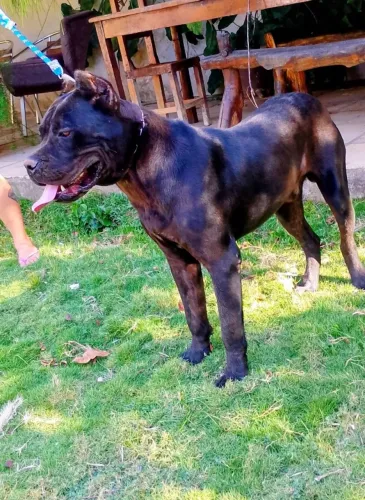 Vendo Cane Corso