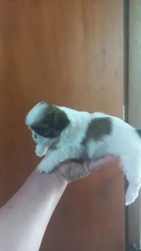 FILHOTE DE SHIH-TZU FÊMEA DESPONIVEL..